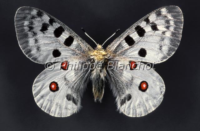 parnassius apollo.JPG - Parnassius apolloApollonApolloLepidoptera, PapilionidaePapillon protégé en France